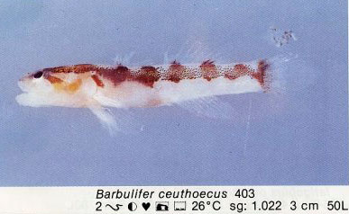 Barbulifer ceuthoecus